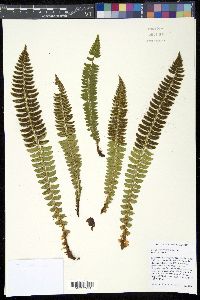 Polystichum lonchitis image