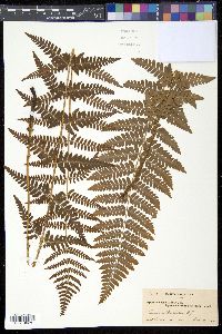 Dryopteris × boottii image