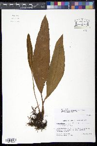 Elaphoglossum boryanum image