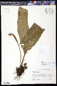 Elaphoglossum boryanum image