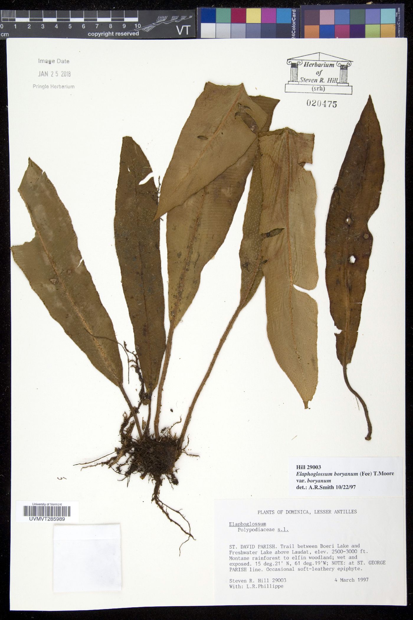 Elaphoglossum boryanum image