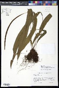 Elaphoglossum petiolatum var. dussii image
