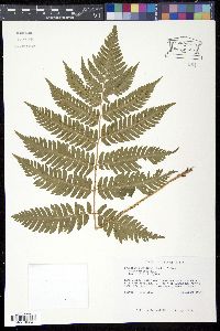 Dryopteris goldieana image