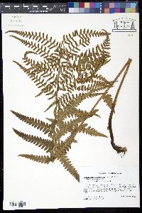 Dryopteris ludoviciana image