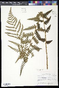 Dryopteris ludoviciana image