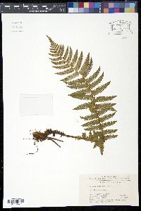 Dryopteris sublacera image