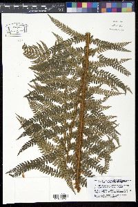 Polystichum setiferum image