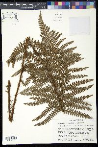 Polystichum talamancanum image