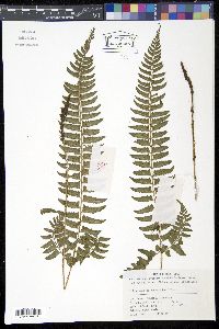 Polystichum tripteron image