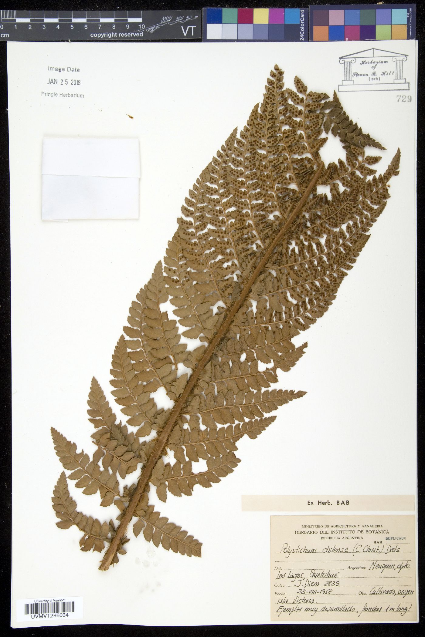 Polystichum chilense image