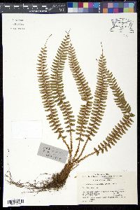 Image of Polystichum craspedosorum