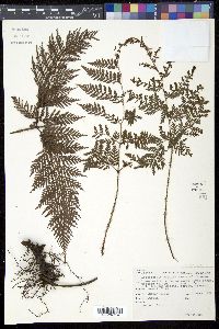 Image of Lastreopsis hispida