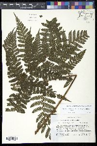 Image of Megalastrum subincisum