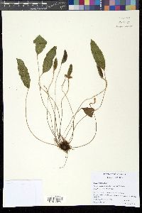 Elaphoglossum lindenii image