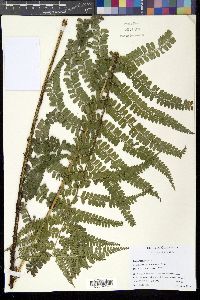 Image of Polystichum erythrosorum