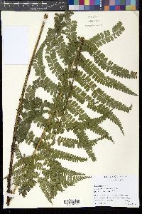 Polystichum erythrosorum image