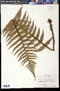 Dryopteris wallichiana image