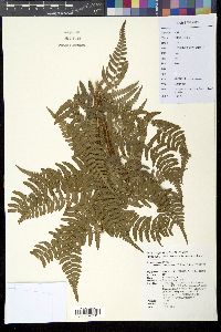 Dryopteris subtriangularis image