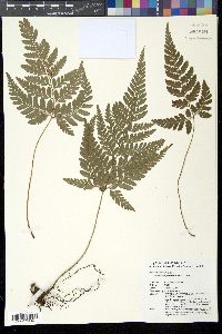 Image of Arachniodes palmipes