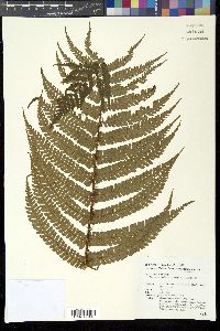 Dryopteris wallichiana image