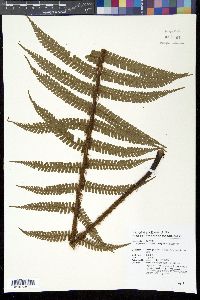 Dryopteris wallichiana image