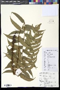 Image of Cyrtomium urophyllum