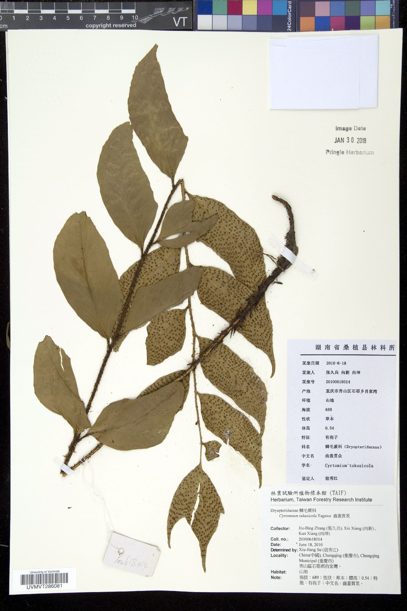 Cyrtomium tukusicola image