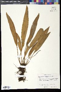 Elaphoglossum conforme image