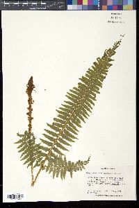 Polystichum tripteron image