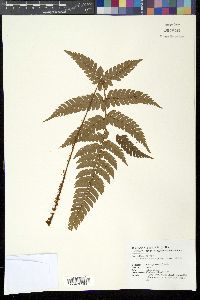 Image of Polystichum biaristatum