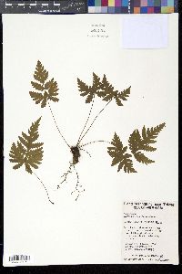 Image of Tectaria devexa