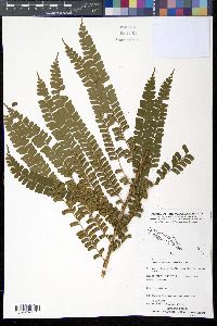 Didymochlaena truncatula image