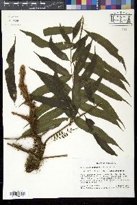 Image of Lomariopsis latiuscula