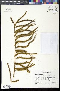 Lomariopsis latiuscula image