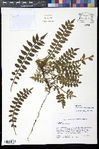 Image of Lomariopsis sorbifolia