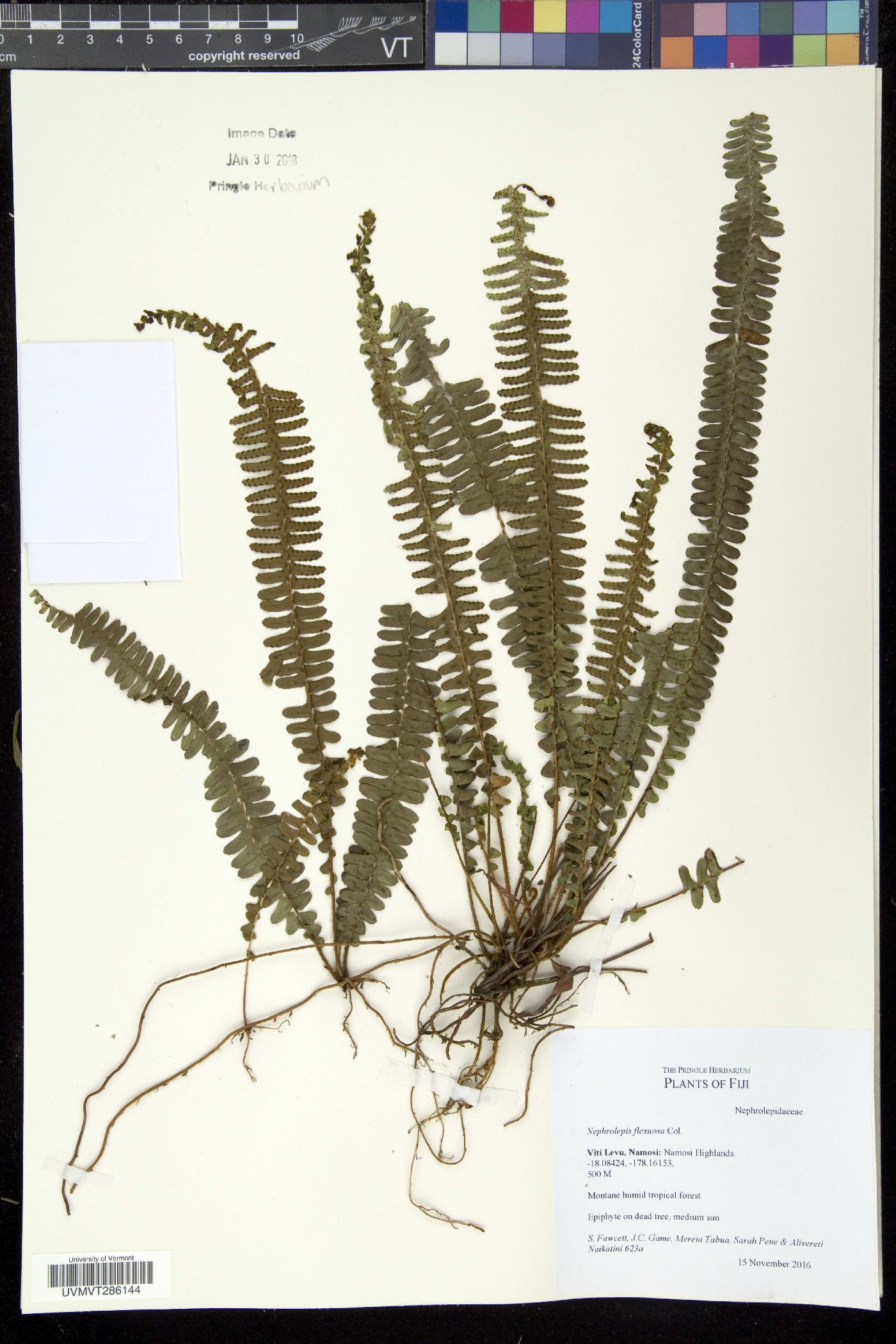 Nephrolepis flexuosa image