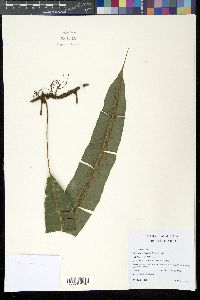 Image of Oleandra articulata
