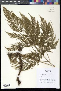 Davallia fejeensis image