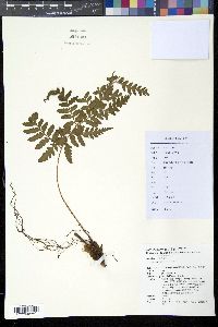 Dryopteris sparsa image