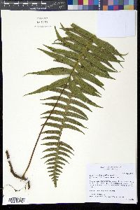 Serpocaulon falcaria image