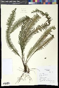 Prosaptia contigua image