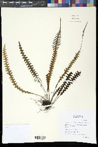 Image of Ctenopteris blechnoides