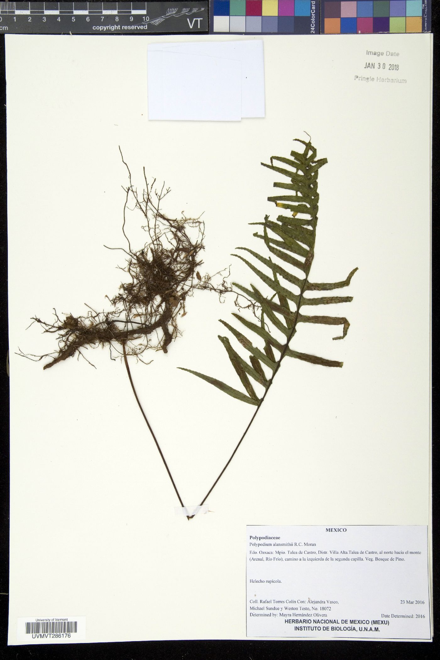 Polypodium alansmithii image