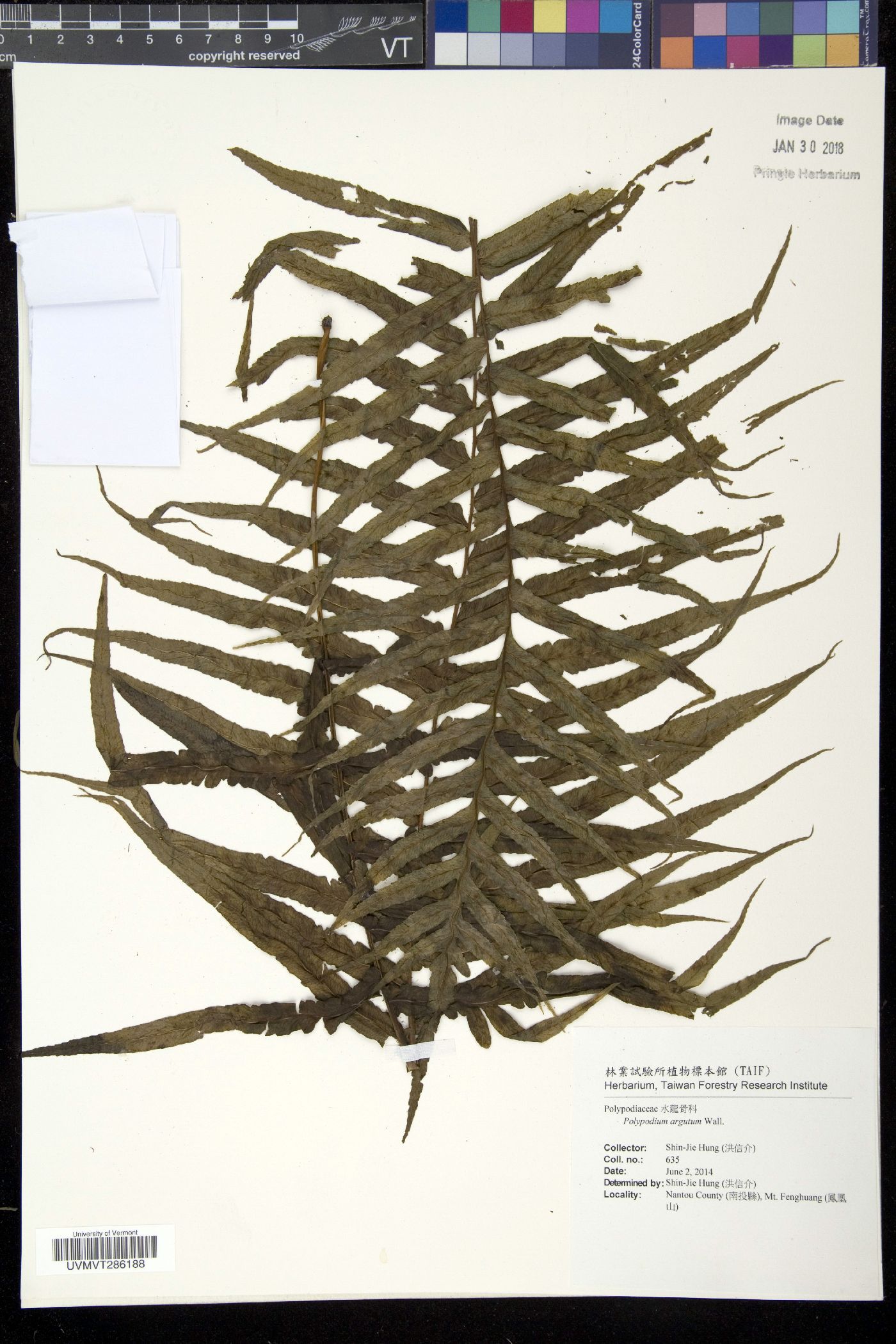 Polypodium argutum image