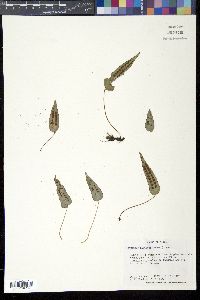 Media resource of Crypsinus hastatus