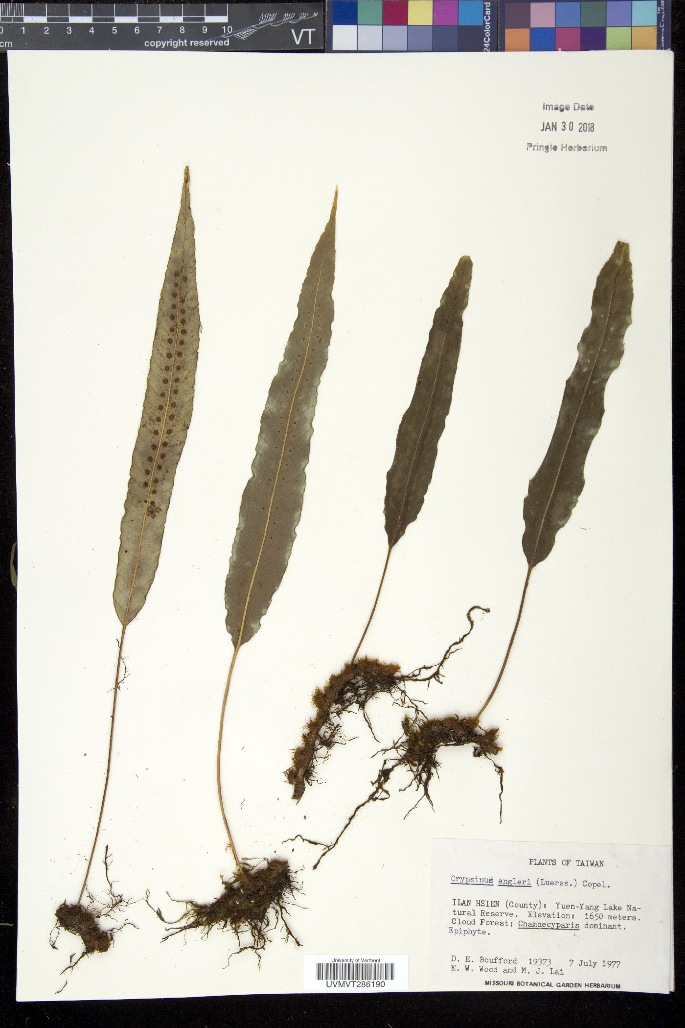 Crypsinus engleri image