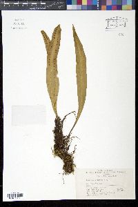 Media resource of Lepisorus marginatus