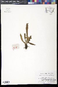 Media resource of Lepisorus thunbergianus