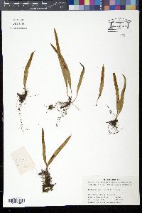 Media resource of Lepisorus contortus