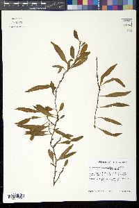 Image of Microgramma heterophylla